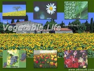 Vegetable Life Screensaver screenshot